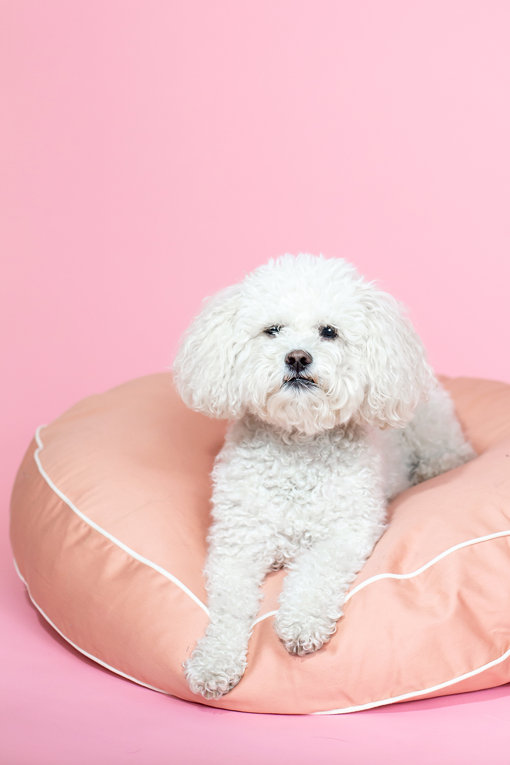 Puffy dog outlet bed