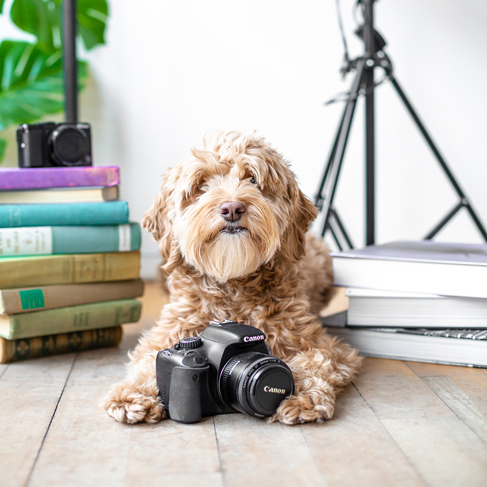 commercial dog photography studio