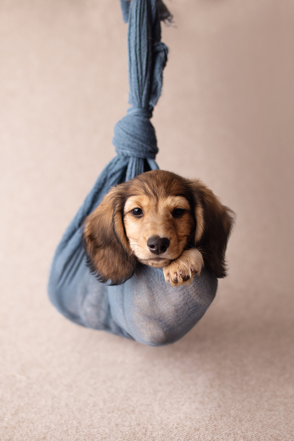 TORONTO DOG PHOTOGRAPHER: ADORABLE DACHSHUND PUPPY PHOTOSHOOT IDEA