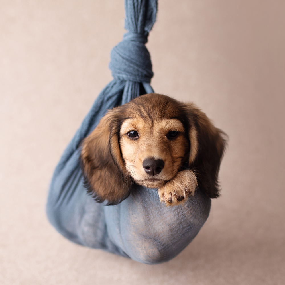 Download TORONTO DOG PHOTOGRAPHER: ADORABLE DACHSHUND PUPPY ...