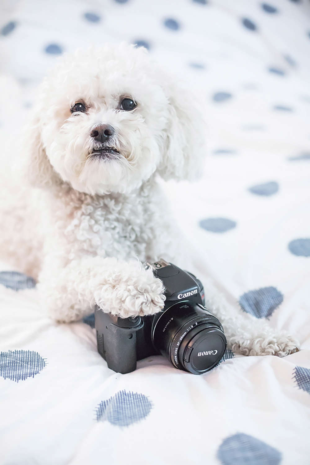 dog and camera photography