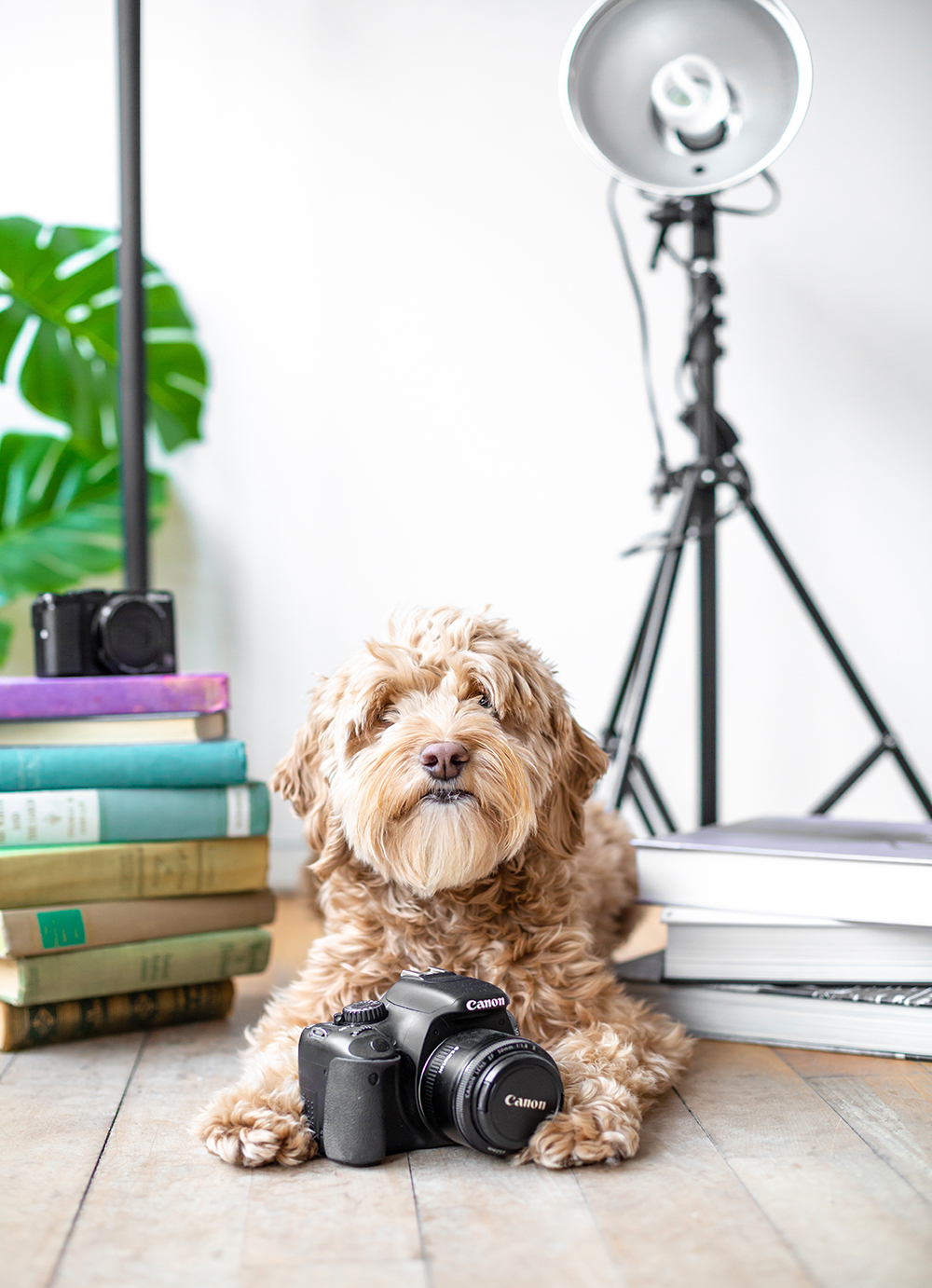 tips for how to become a professional pet photographer