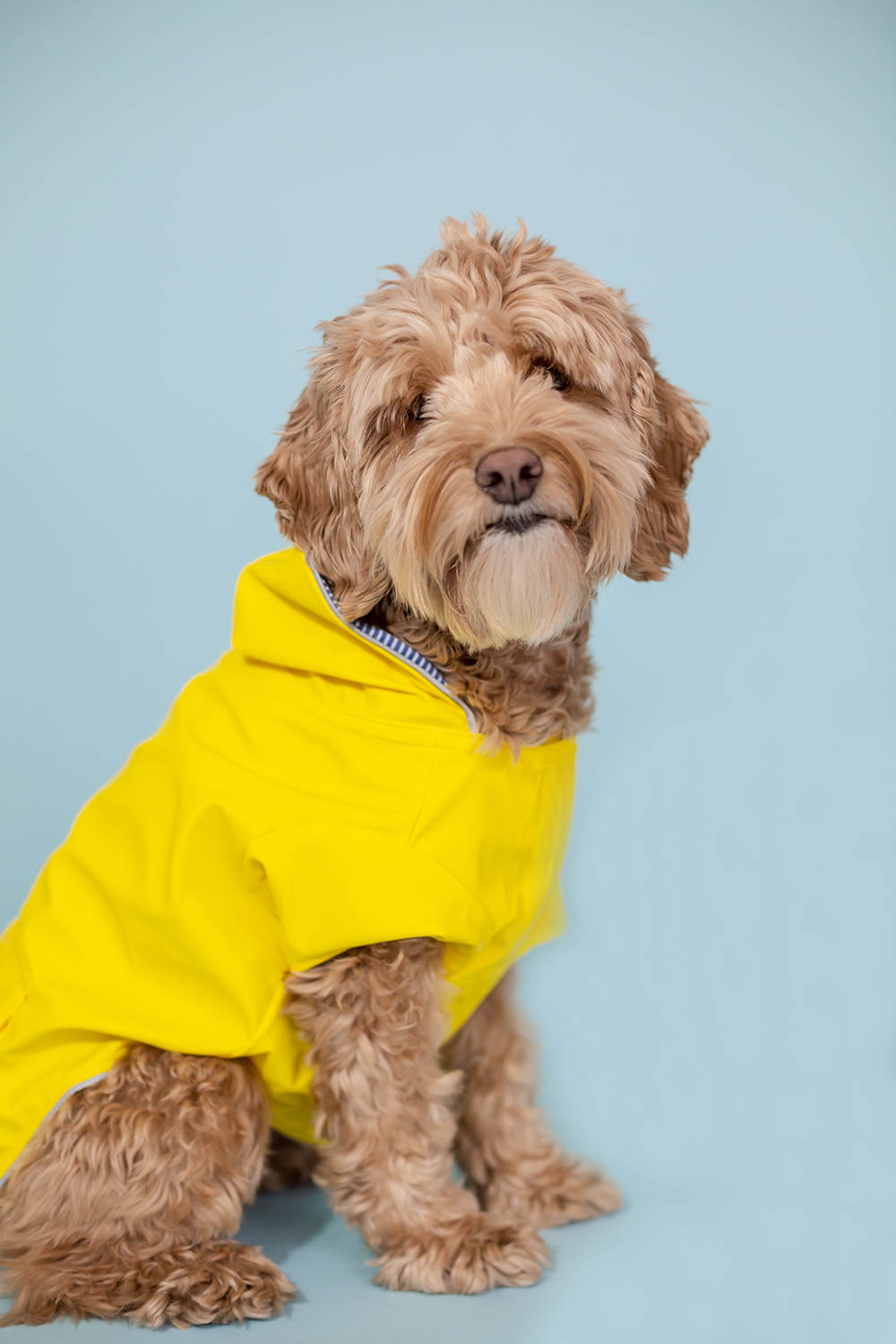 STYLISH SPRING FASHION FOR DOGS: THE BEST YELLOW DOG RAIN COAT – Pawsh ...