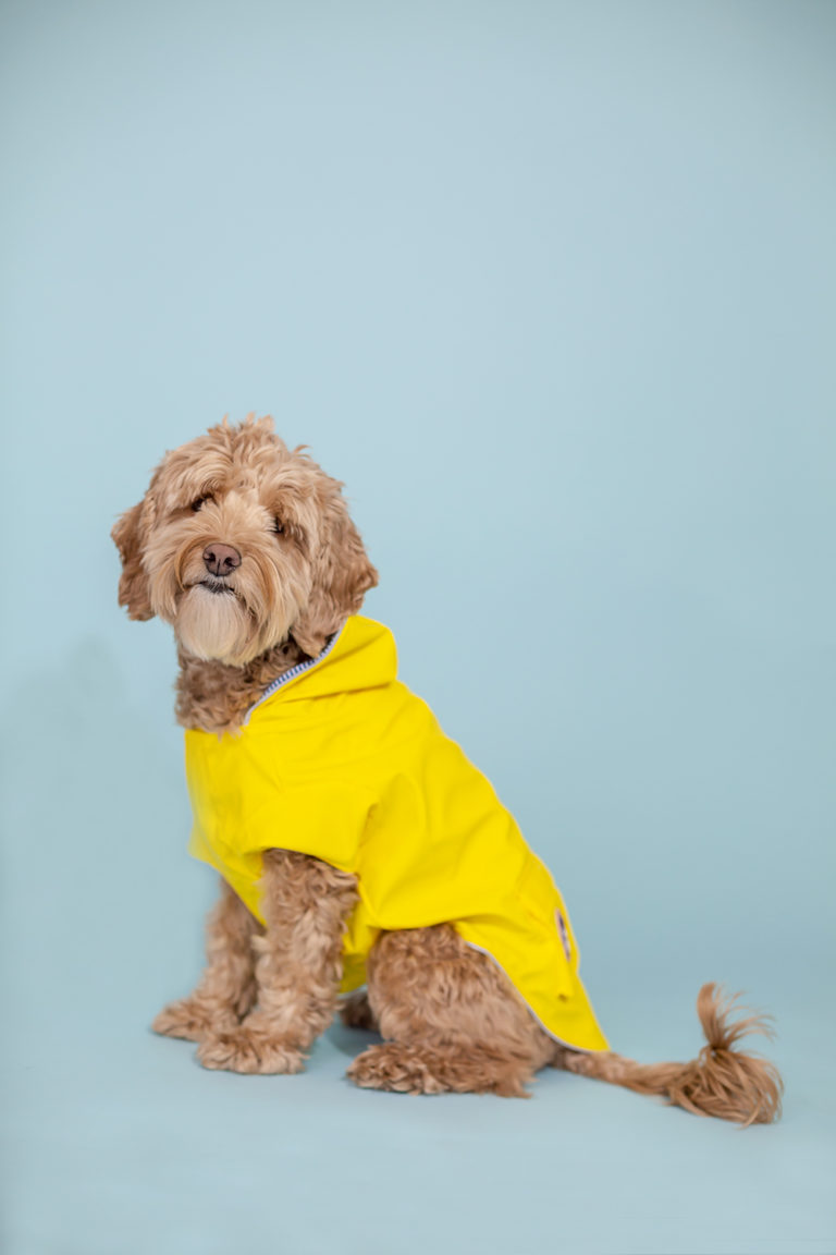 STYLISH SPRING FASHION FOR DOGS: THE BEST YELLOW DOG RAIN COAT - PAWSH ...