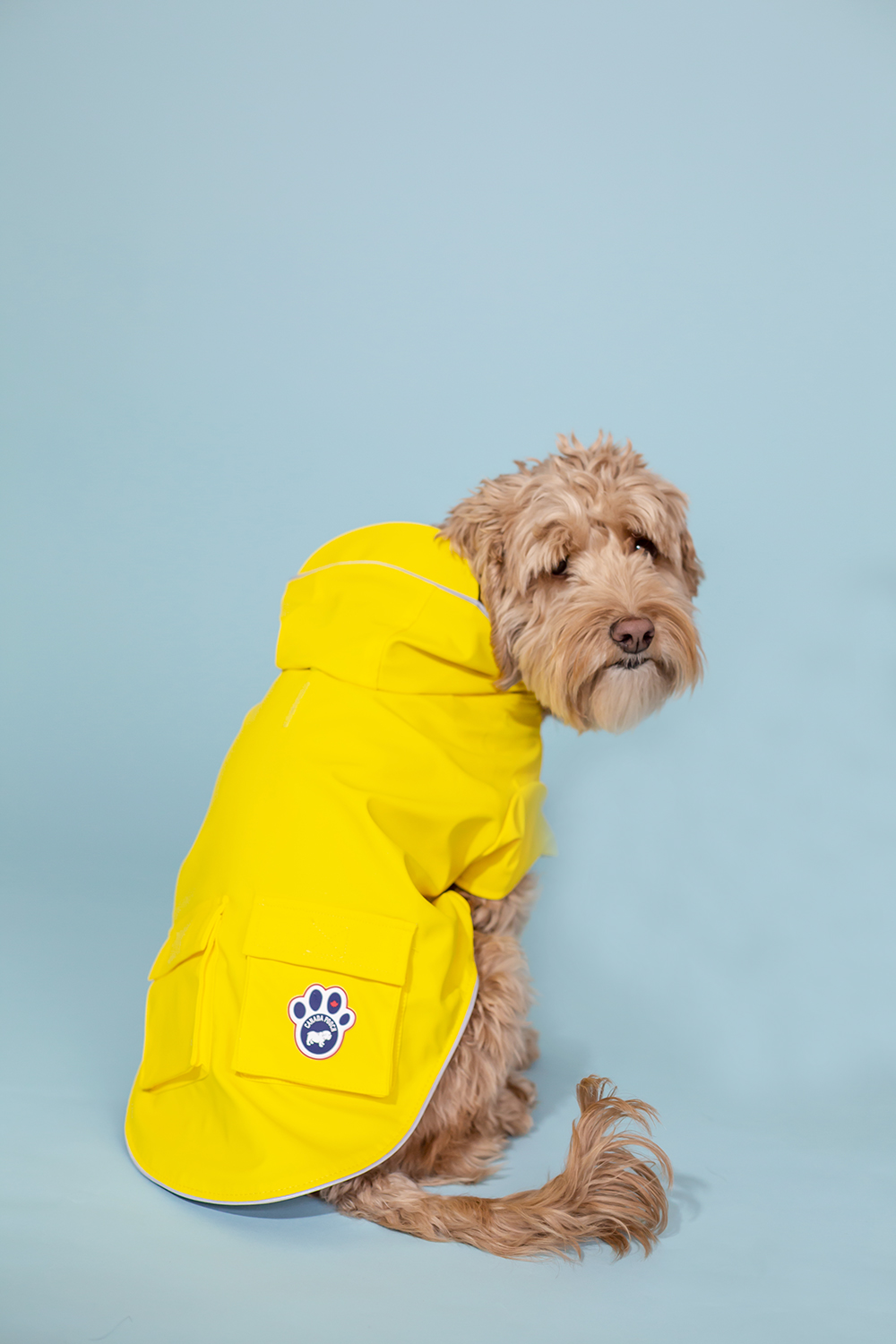 STYLISH SPRING FASHION FOR DOGS: THE BEST YELLOW DOG RAIN COAT – Pawsh ...