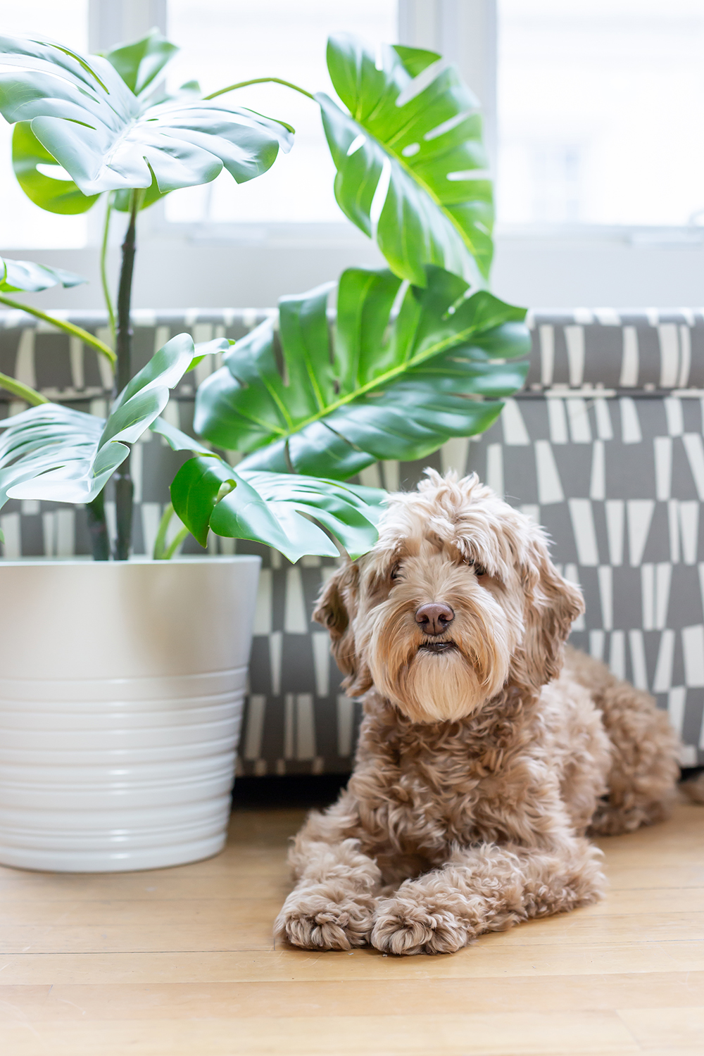 dog-friendly plants