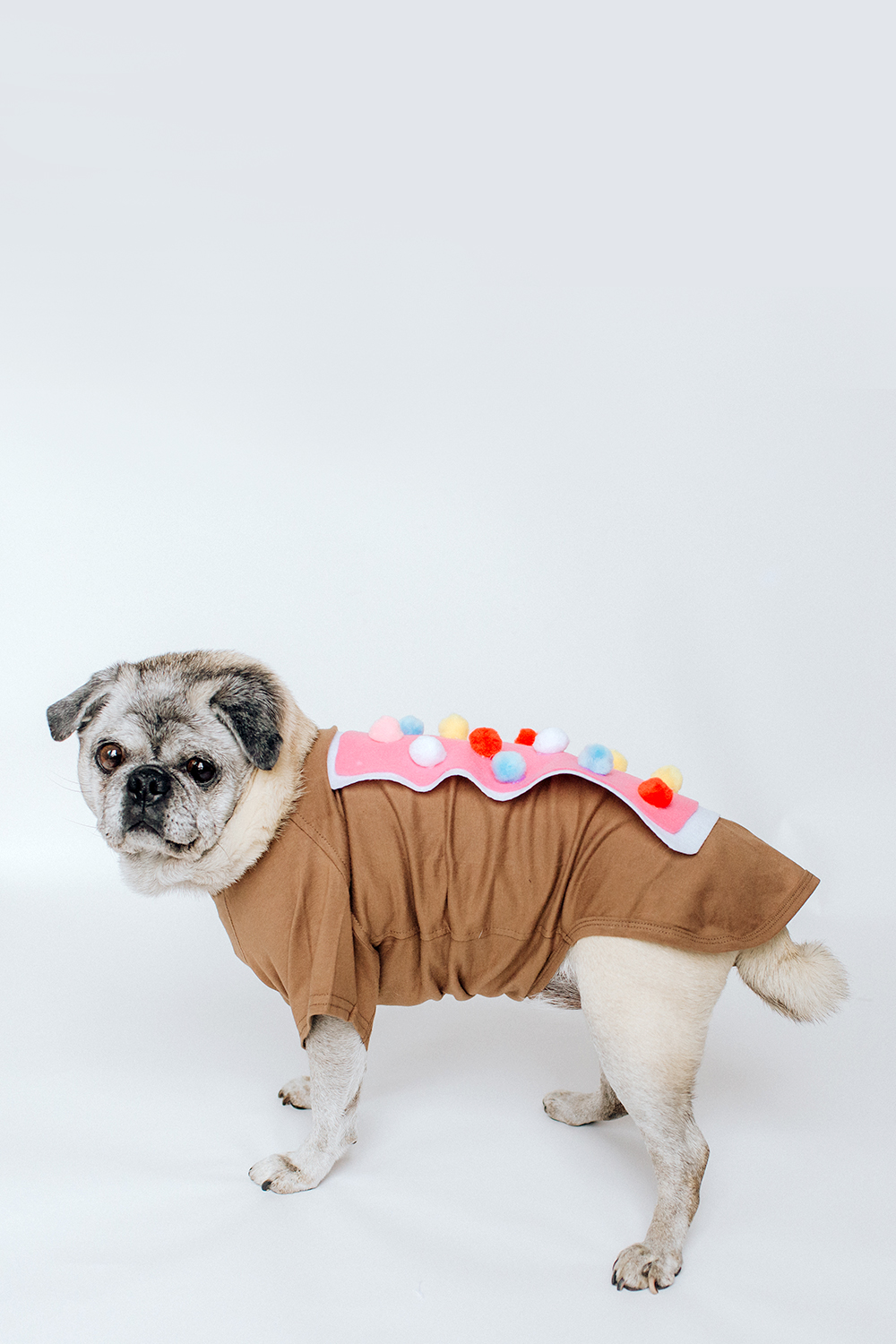 cute homemade dog halloween costume