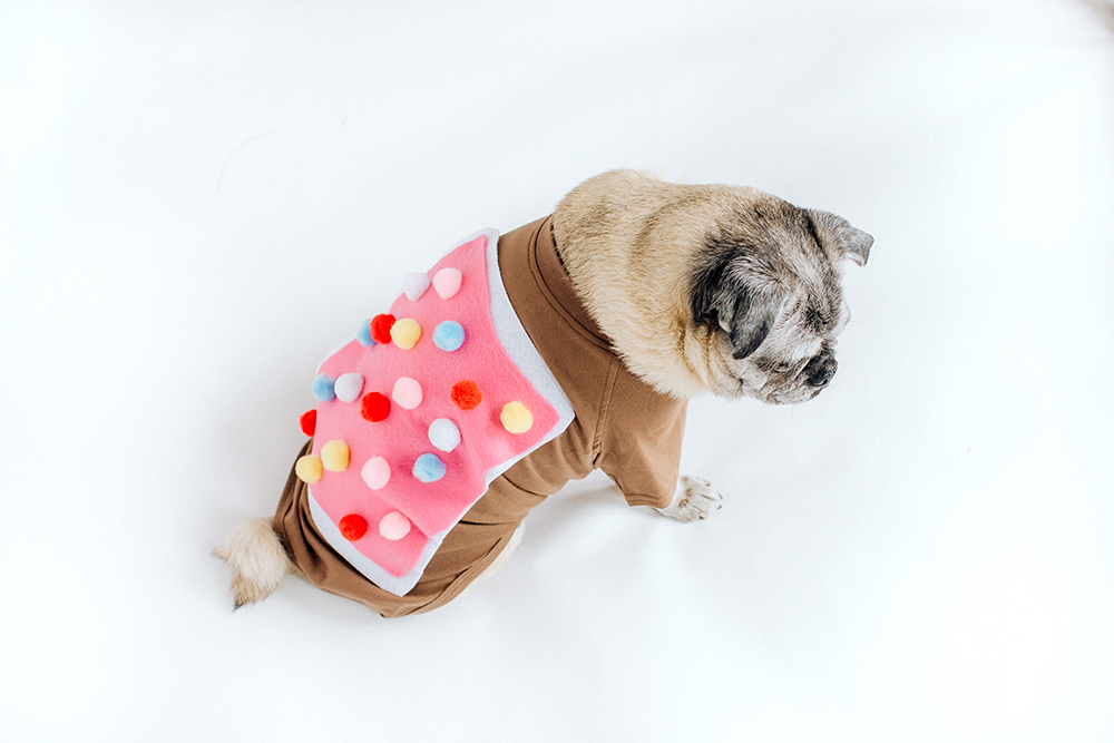 the best dog Halloween costume ideas