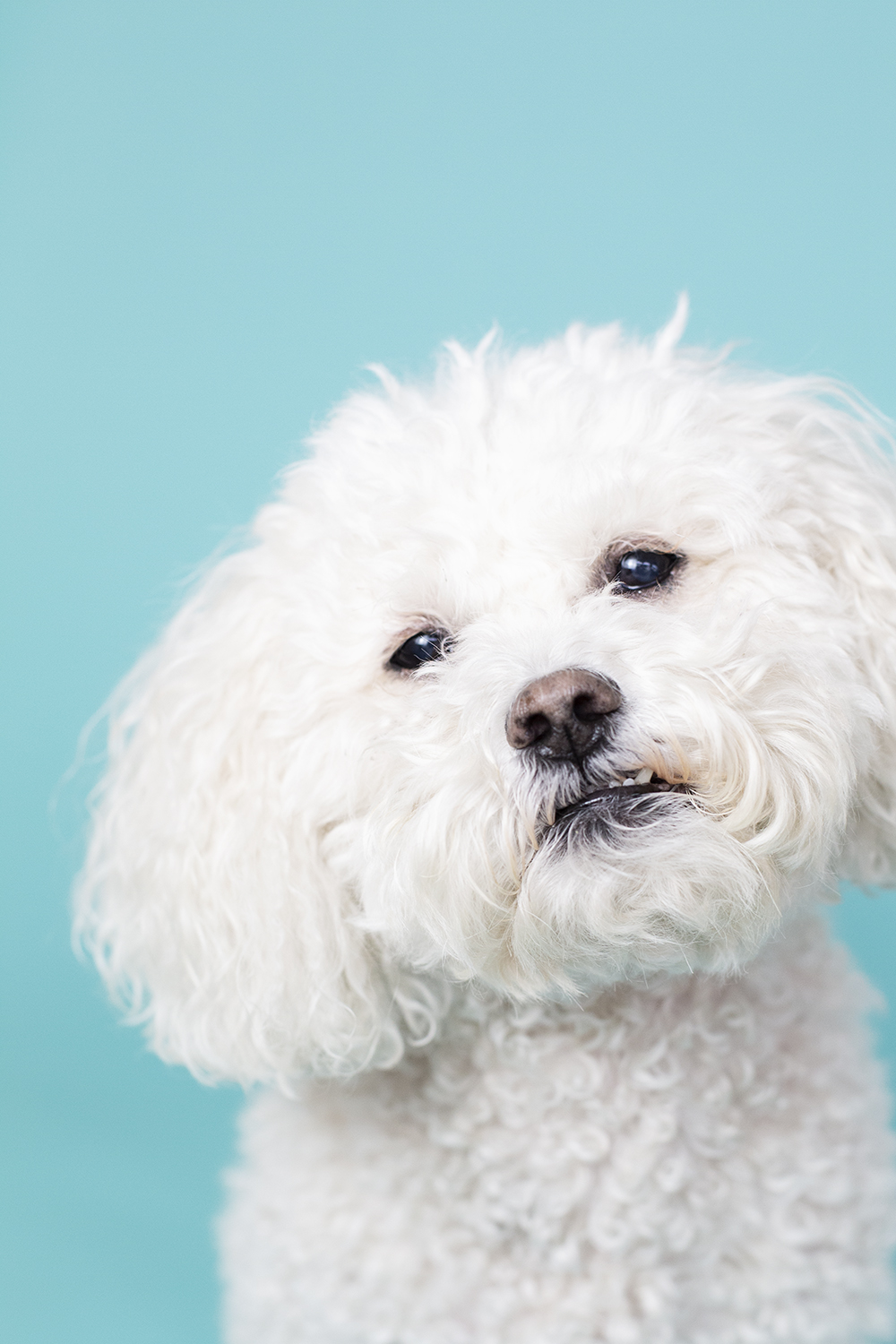 toronto dog photographer