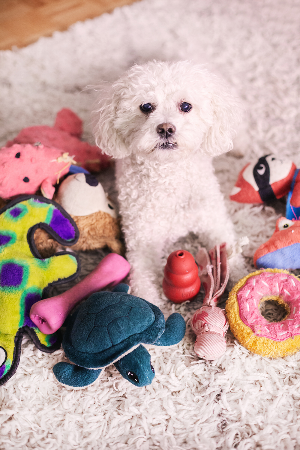 Teaching dogs to recognize the names of toys