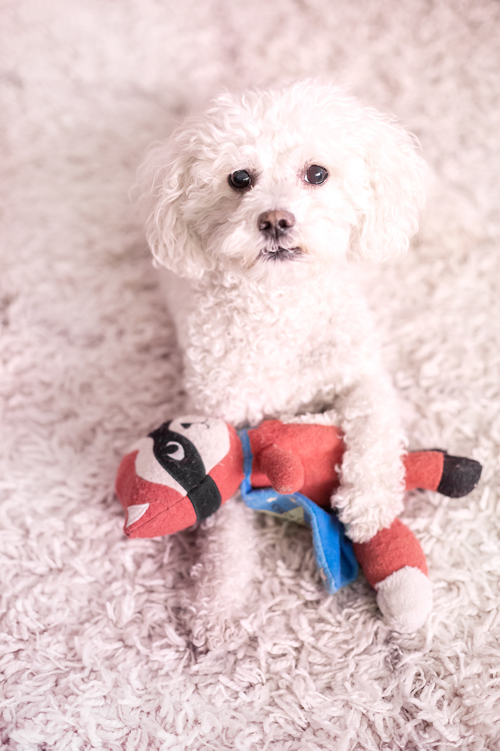 Teaching dogs to recognize the names of toys