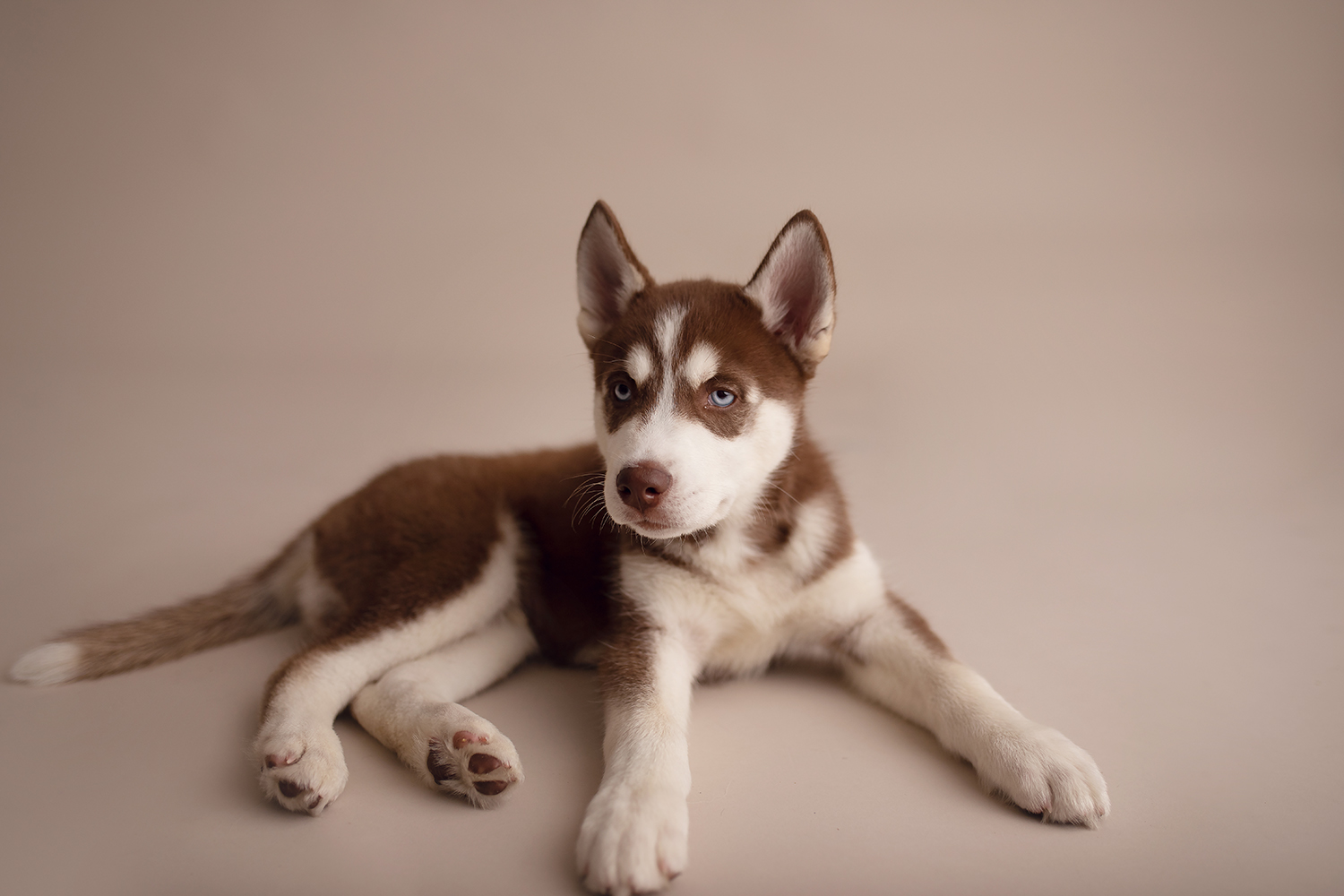 puppy newborn photoshoot husky