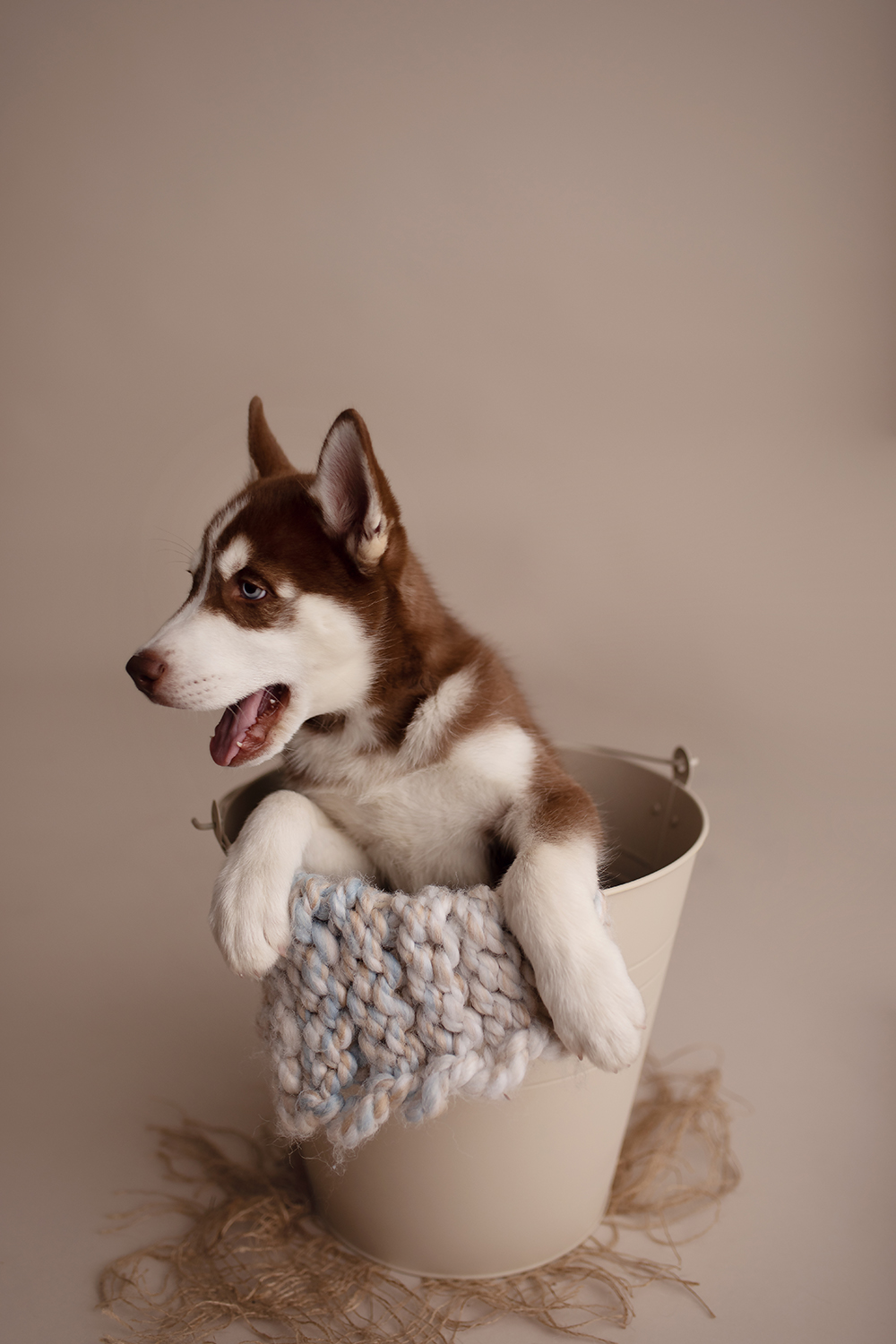 husky newborn puppies