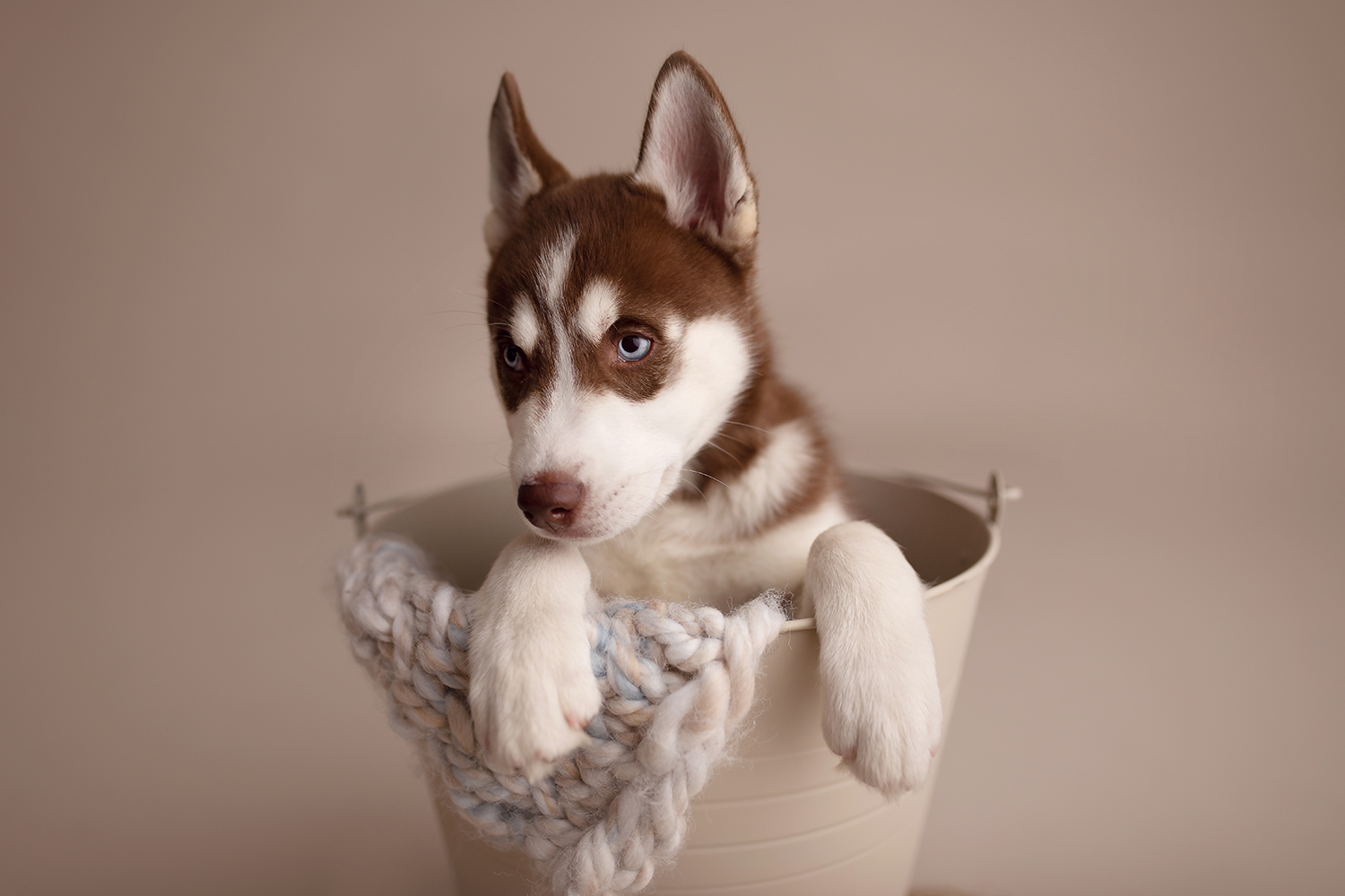 husky newborn puppies