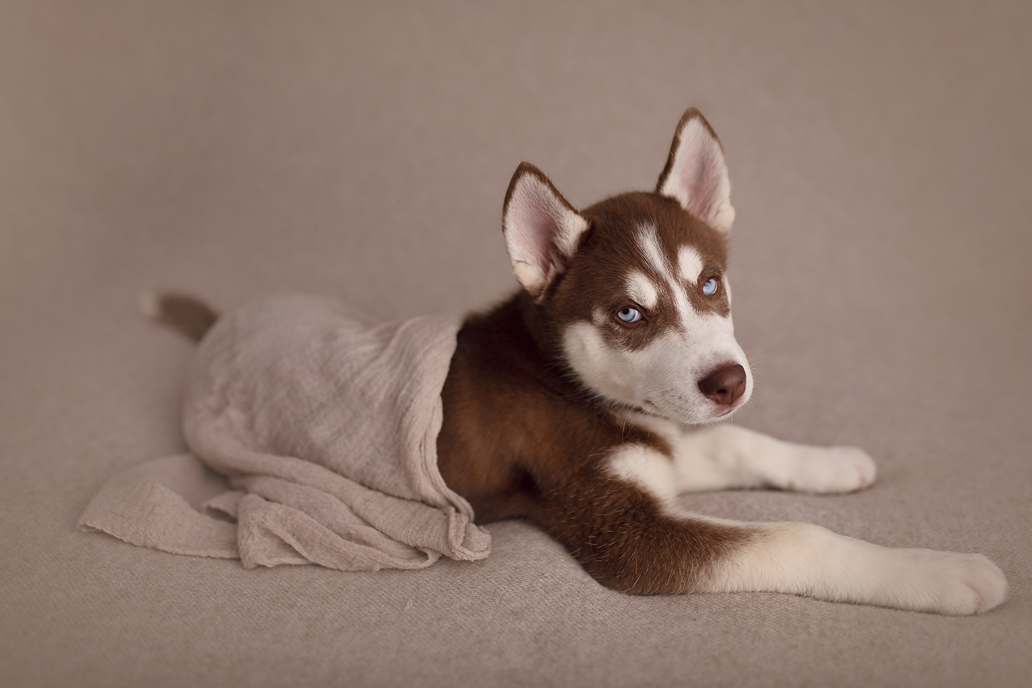 puppy newborn photoshoot