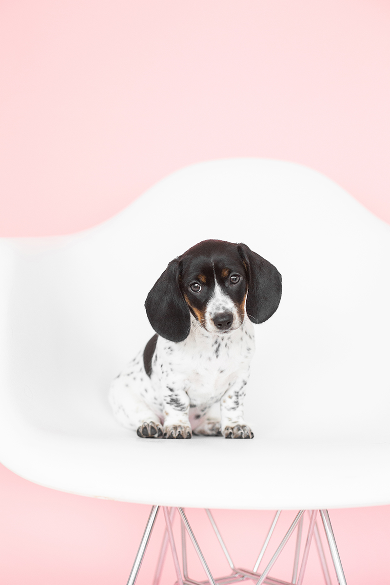 puppy photography tips