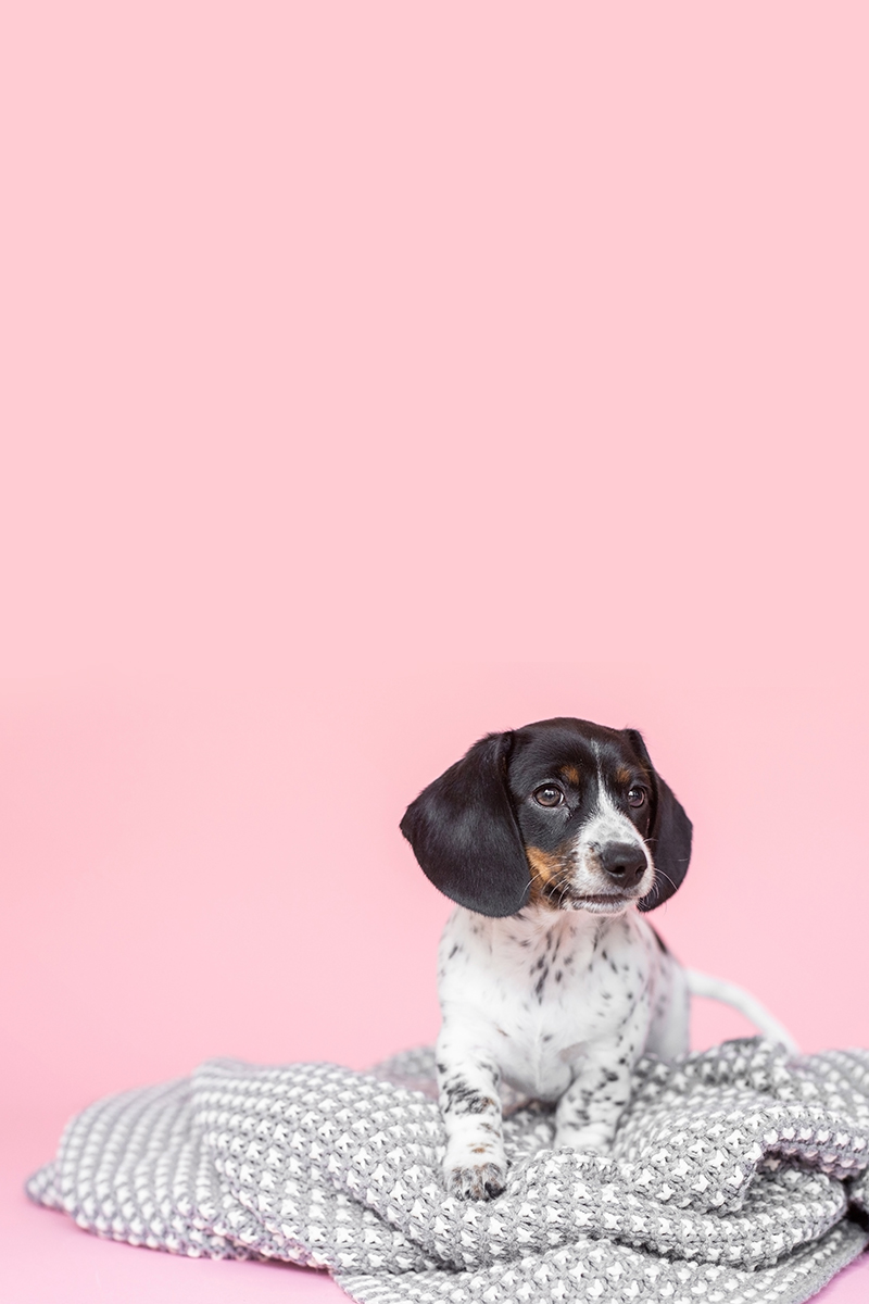 puppy photo tips