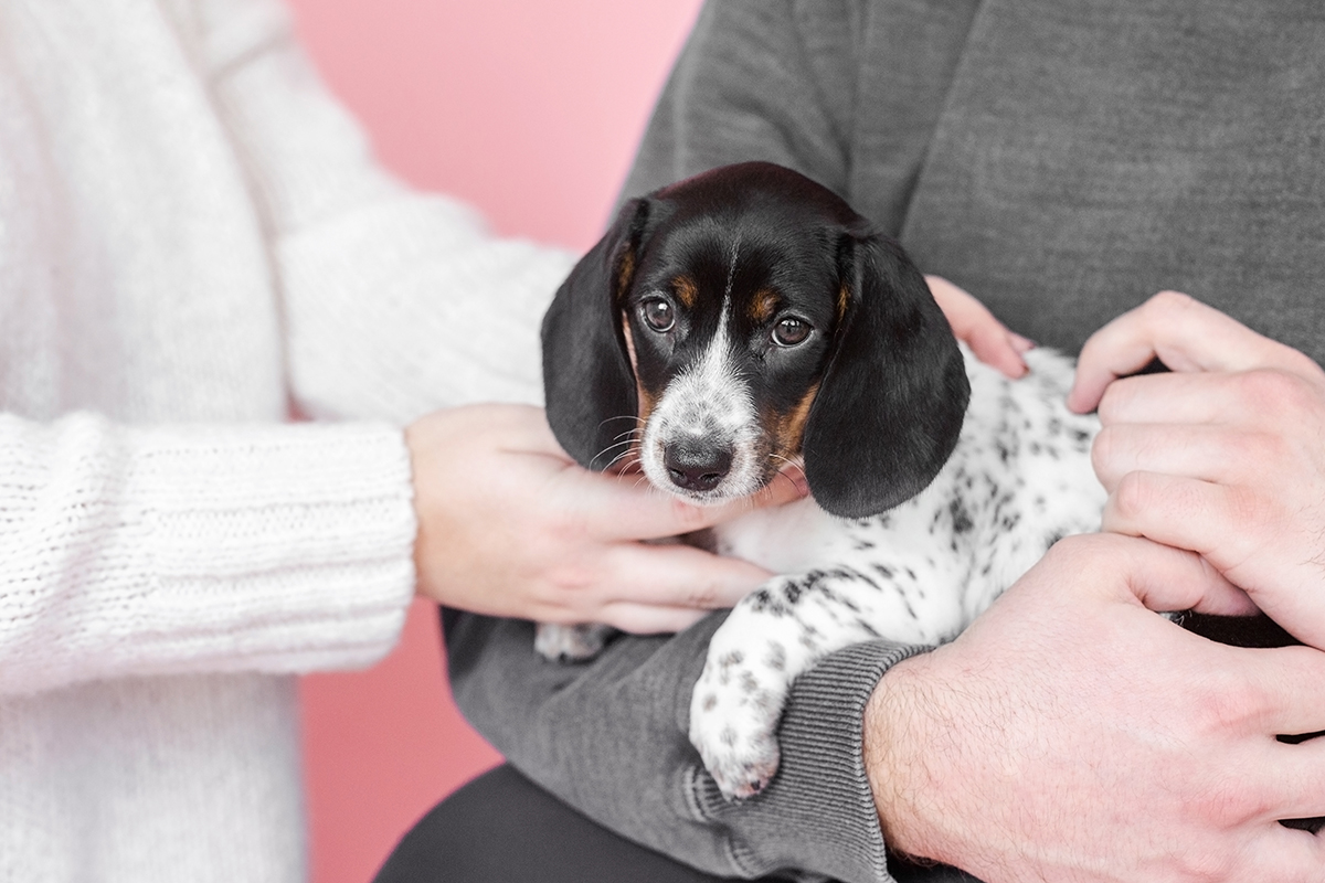 how to take puppy photos