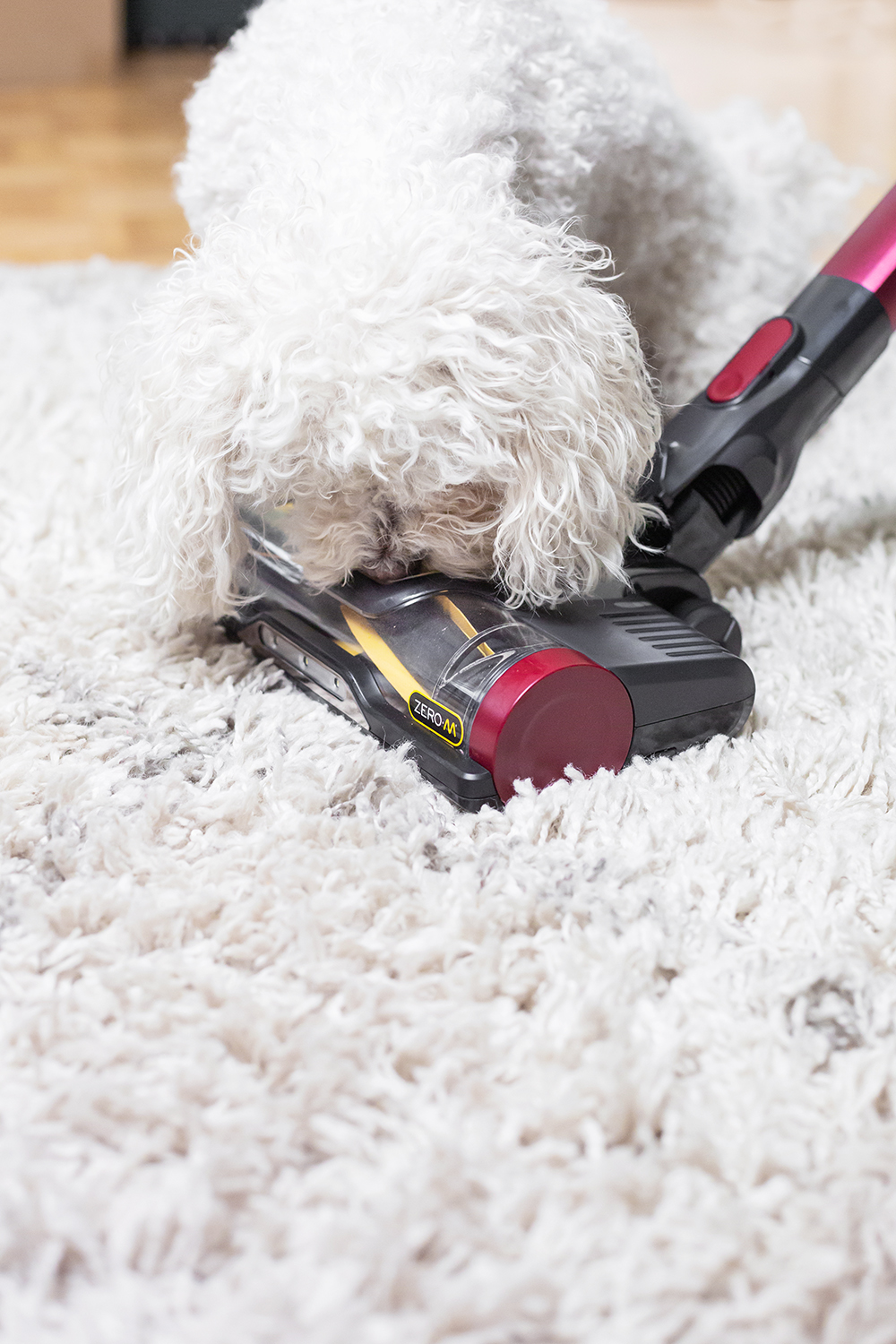 BEST VACUUM FOR PET HAIR: TRAINING DOGS FOR VACUUMS - PAWSH MAGAZINE