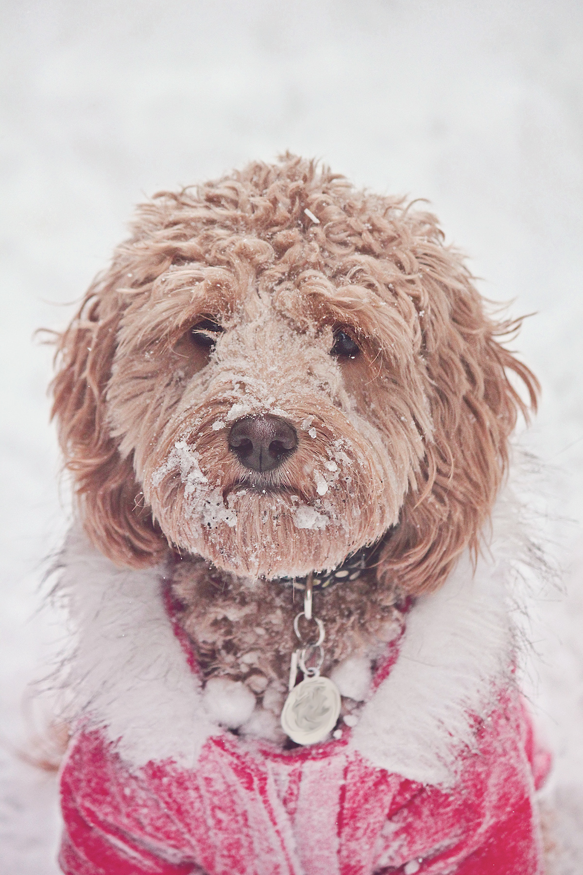 dog winter safety tips