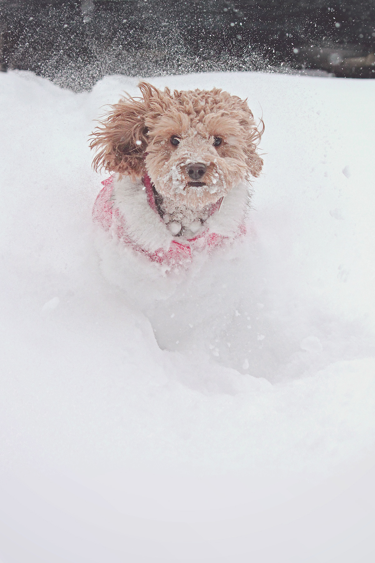 dog winter safety tips