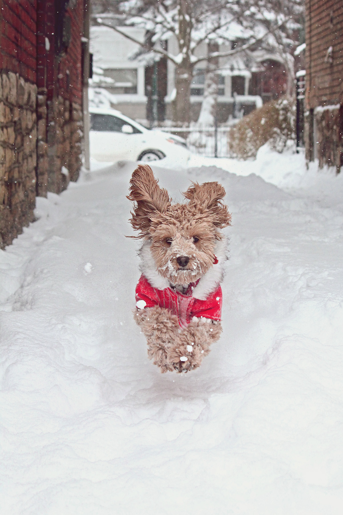 dog winter safety tips