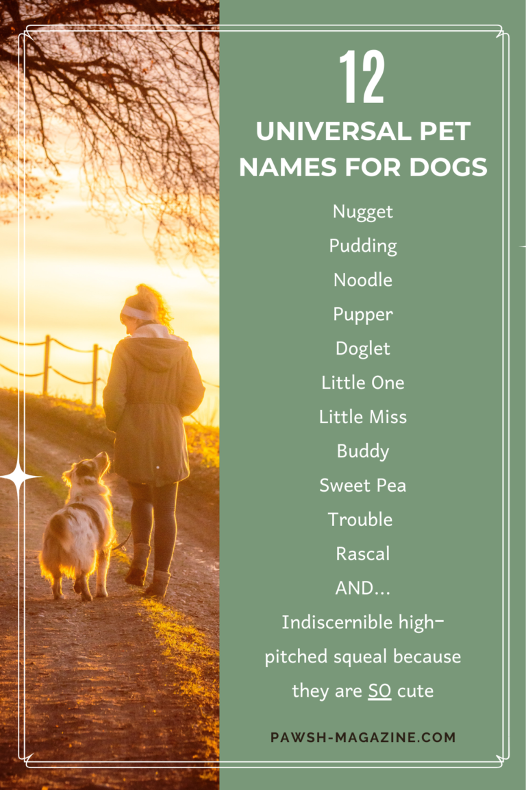 12-universal-pet-names-for-your-dog-pawsh-magazine-a-new-breed-of